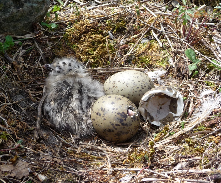 hvor mange egg har en kvinne ungx hvor mange egg har en kvinne ungx